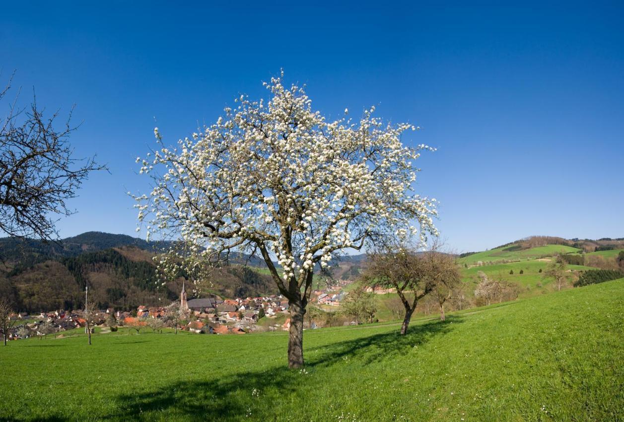 Ferienwohnung Mit Komfort Oberharmersbach Esterno foto